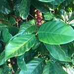 Coffea liberica Fruchs