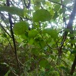 Heteromorpha arborescens Folha