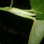 Piper schiedeanum Leaf