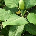 Magnolia delavayi Φύλλο