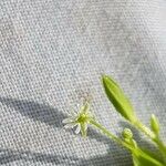 Stellaria alsine Blomma