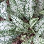 Pulmonaria saccharata Leaf