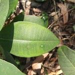 Cryptolepis buchananii Leaf