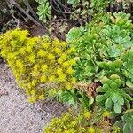 Aeonium undulatum Облик