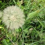 Tragopogon dubius果實