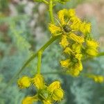 Ruta angustifolia Flower