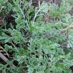Anthemis maritima List