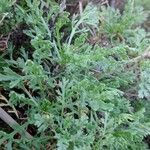 Anthemis maritima Blatt