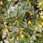 Berberis verruculosa Leaf