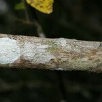 Vepris lanceolata Bark