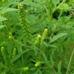 Ambrosia artemisiifolia Цвят
