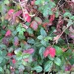 Toxicodendron diversilobum Hoja