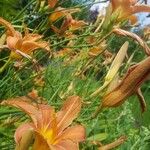 Hemerocallis fulvaKvět