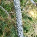 Pinus heldreichii Casca