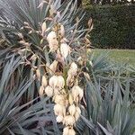 Yucca gloriosaFlower