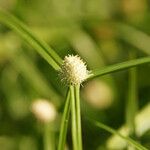 Cyperus mindorensis Flower