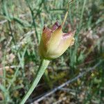 Calystegia longipes Плод