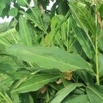 Alpinia galanga Leaf