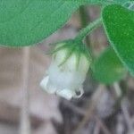 Salpichroa origanifolia Λουλούδι