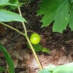 Podophyllum peltatum Vaisius