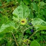 Helianthus annuus Levél