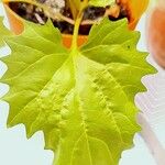 Chenopodium capitatum Leaf