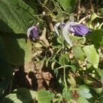 Brillantaisia cicatricosa Flower