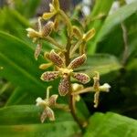 Grammatophyllum speciosum Flower