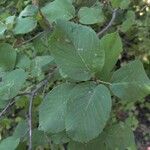 Amelanchier alnifolia Φύλλο