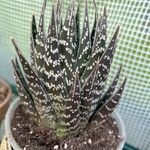 Aristaloe aristata Агульны выгляд