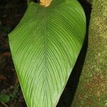 Calathea lasiostachya Leaf