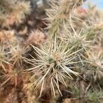 Cylindropuntia whipplei पत्ता