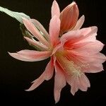 Disocactus phyllanthoides Blüte