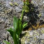 Polygala alpestris Blüte