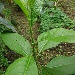 Nicotiana tabacumLeaf