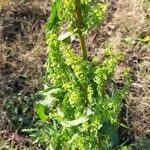 Rumex crispus Habitus