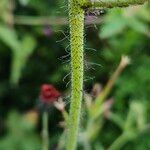 Pilosella aurantiaca പുറംതൊലി