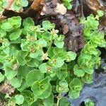 Chrysosplenium americanum عادت