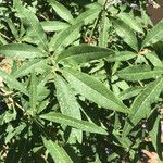 Vitex agnus-castusHostoa