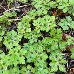 Geranium endressii Ліст