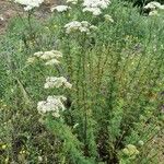 Achillea odorata 形態