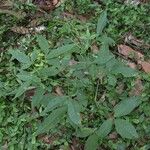 Cleoserrata serrata Alkat (teljes növény)