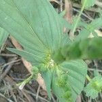 Spigelia anthelmia Blad