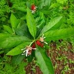 Rauvolfia serpentina Blatt