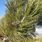 Pinus heldreichii Blatt