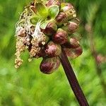 Sanguisorba minorBlodyn