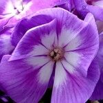 Phlox paniculata Fiore