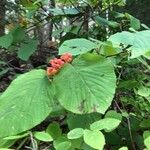 Viburnum lantanoides Fruit