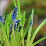 Muscari botryoides Lehti