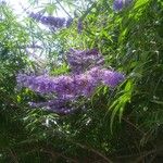 Vitex agnus-castus ᱵᱟᱦᱟ